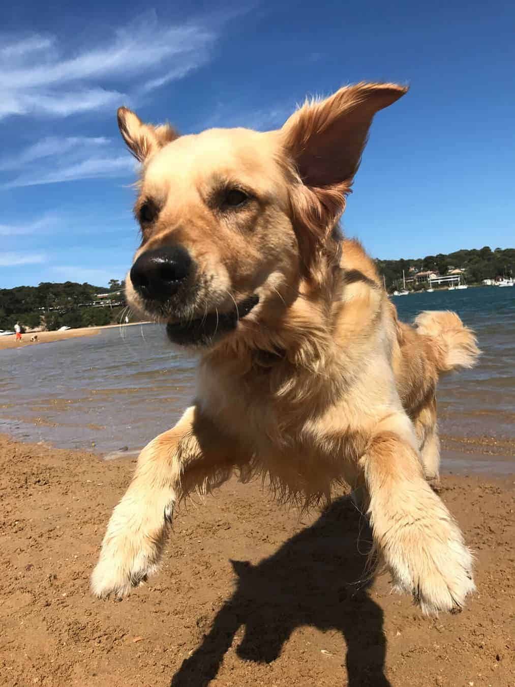 dozer-launching-himself-at-me